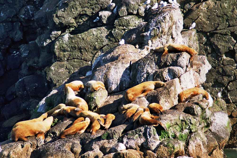 Foca - Alaska - EEUU.jpg